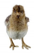 Photo A56054-02 Woodcock plush